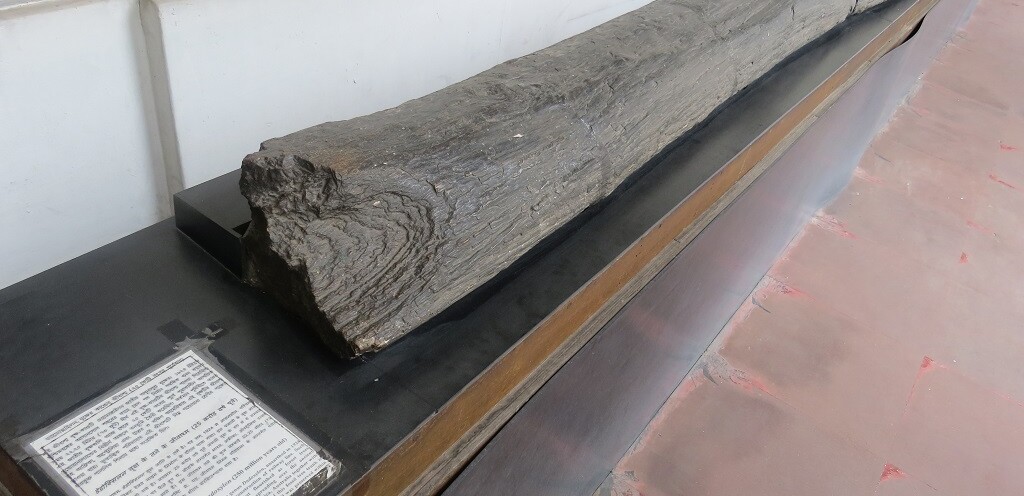Fossil Tree Trunk of Dadoxylon (250 million years old)