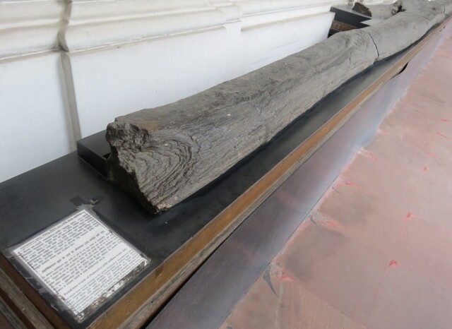 Fossil Tree Trunk of Dadoxylon (250 million years old)