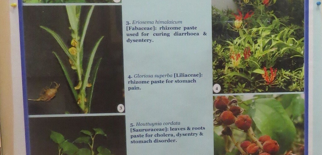 Plants Used for Gastrointestinal Disorders (Diarrhoea & Dysentery)
