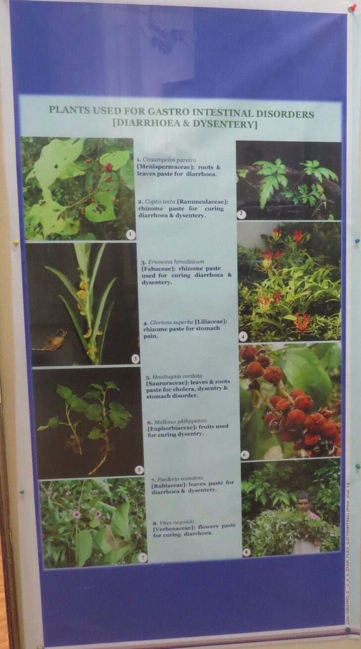 Plants Used for Gastrointestinal Disorders (Diarrhoea & Dysentery)