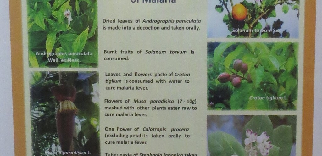 Traditional Treatments of Malaria