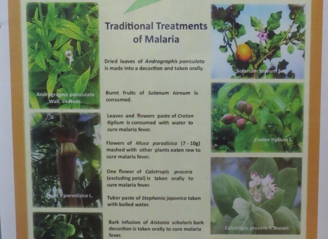 Traditional Treatments of Malaria