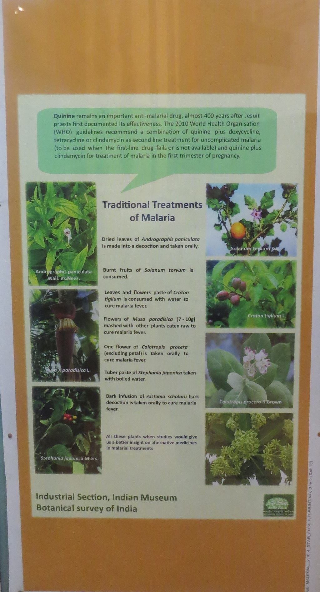 Traditional Treatments of Malaria