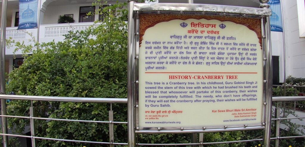 History of Cranberry Tree at Gurdwara Bal Leela Maini Sangat Sahib Ji (Patna Sahib, Bihar, India)