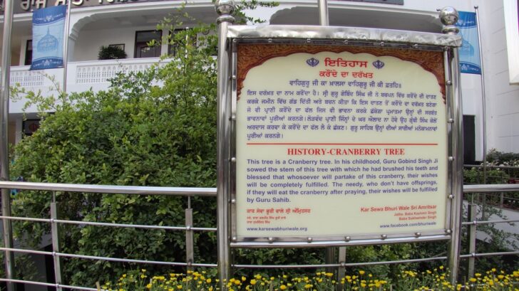 History of Cranberry Tree at Gurdwara Bal Leela Maini Sangat Sahib Ji (Patna Sahib, Bihar, India)