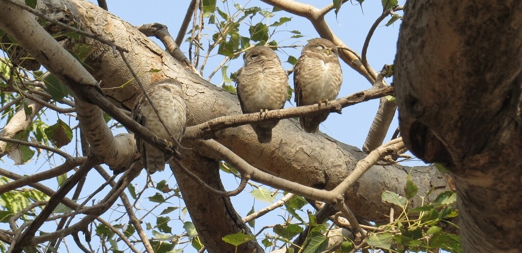 Sleeping Owls