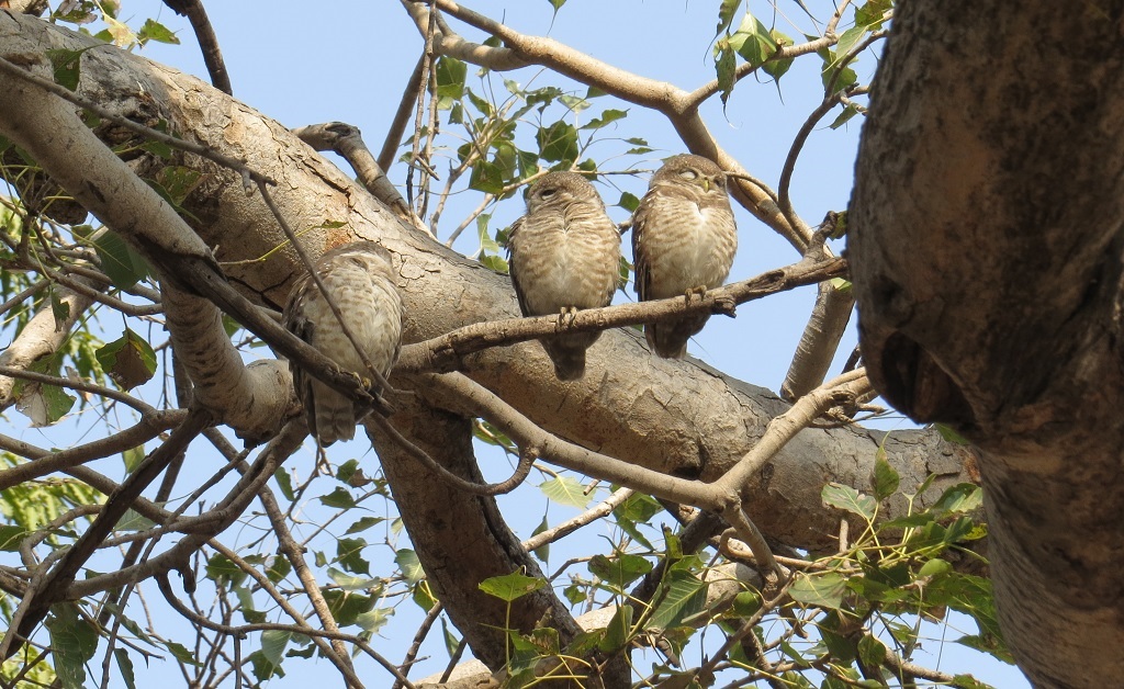 Sleeping Owls