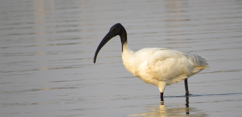 Black-headed Ibis