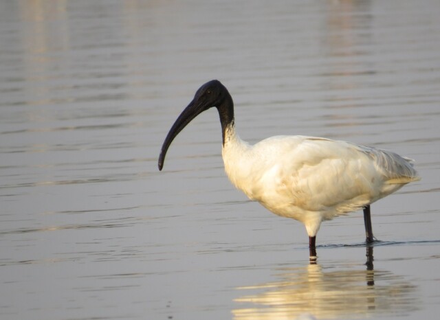 Black-headed Ibis
