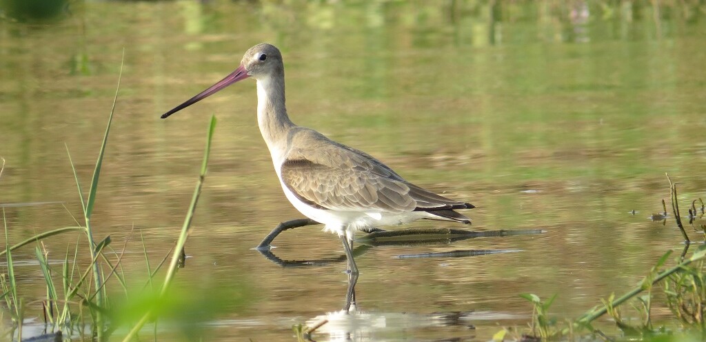 Black-tailed Godwit