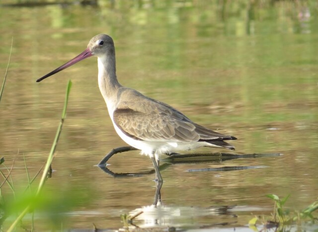 Black-tailed Godwit
