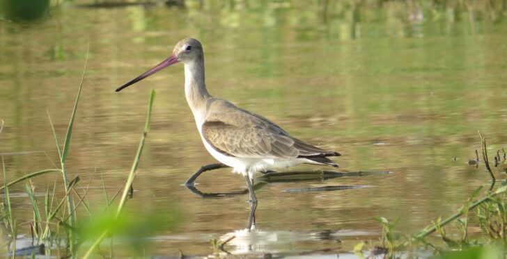 Black-tailed Godwit