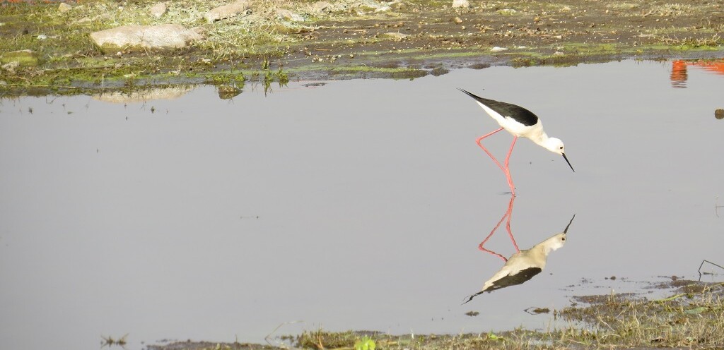 Black-winged Stilt