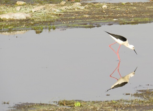 Black-winged Stilt