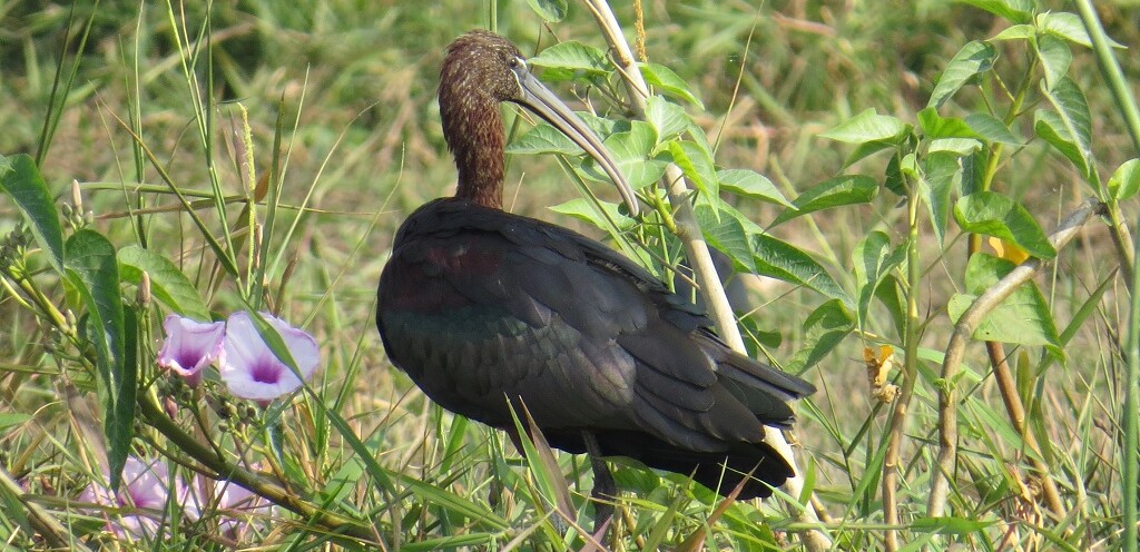 Glossy Ibis