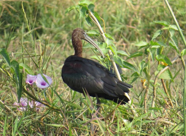 Glossy Ibis