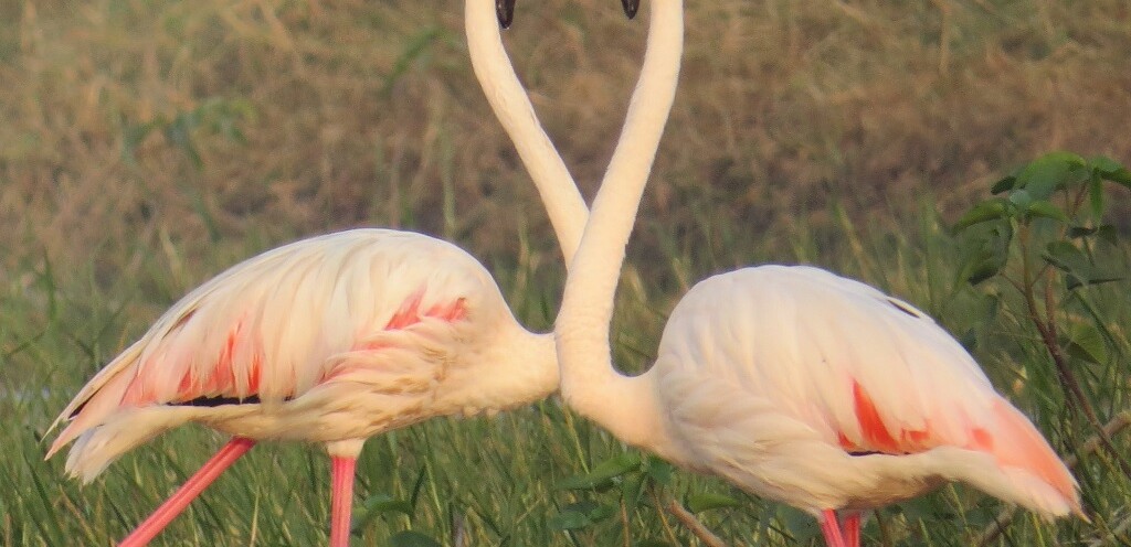 Greater Flamingo