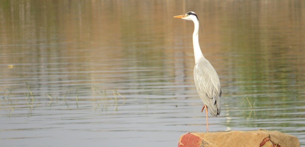 Grey Heron
