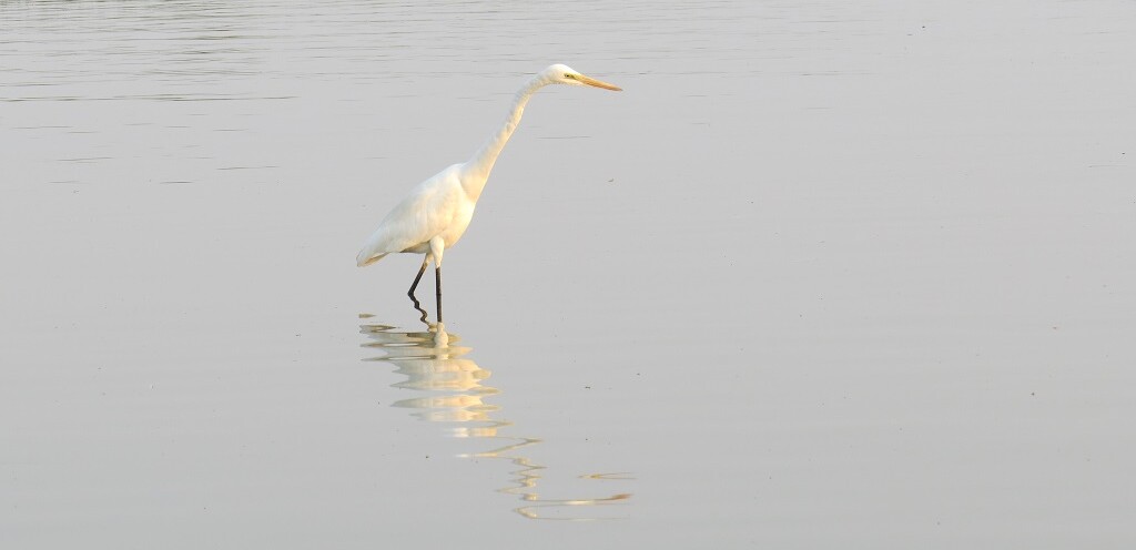 Intermediate Egret