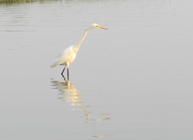 Intermediate Egret