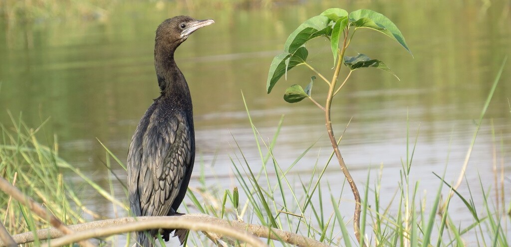 Little Cormorant