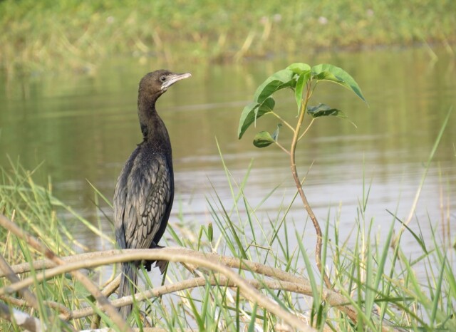 Little Cormorant