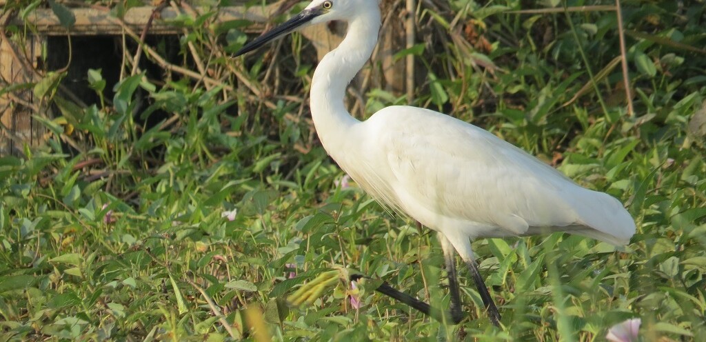 Little Egret