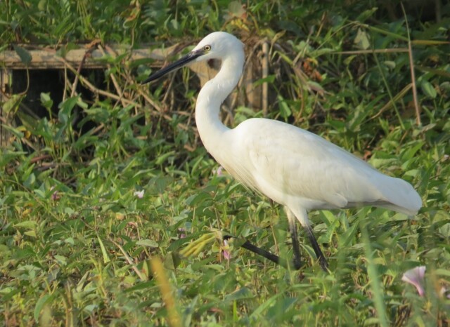 Little Egret