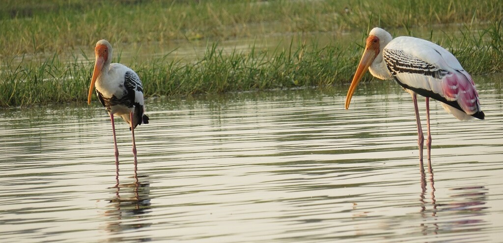 Painted Stork