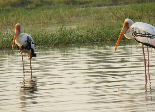 Painted Stork