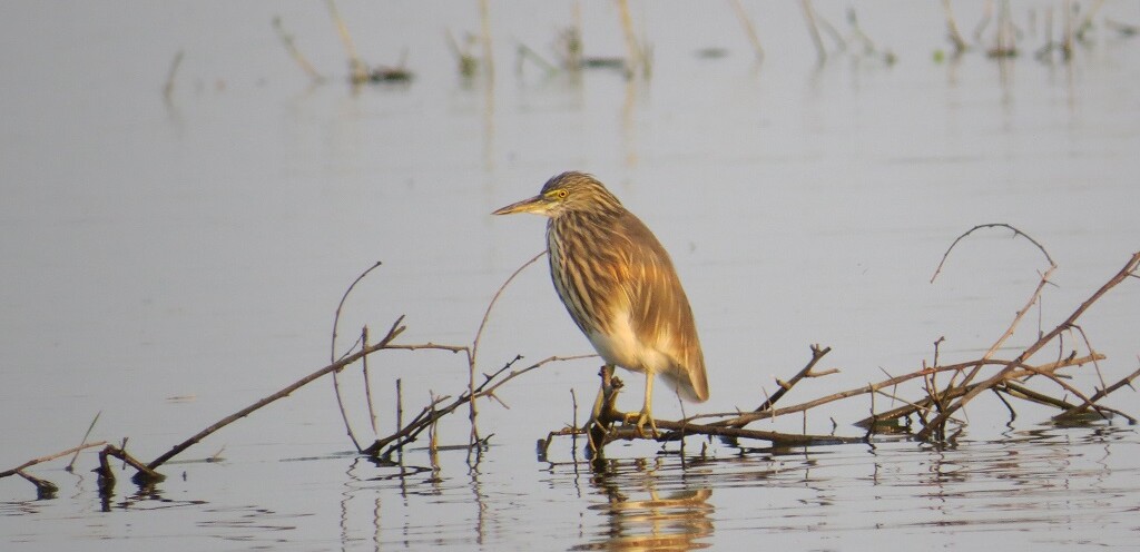 Pond Heron