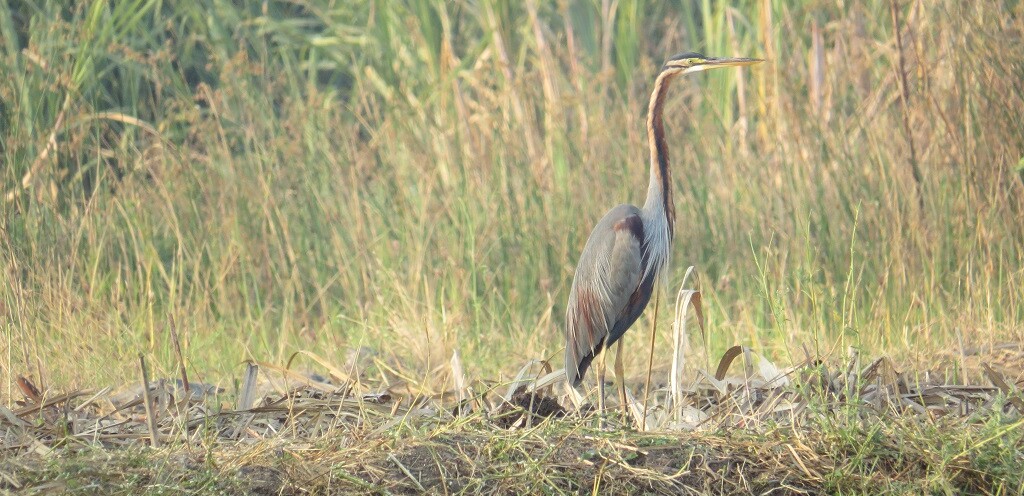 Purple Heron