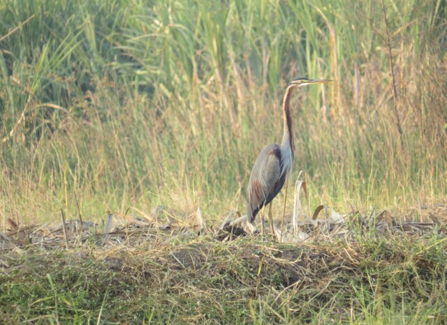 Purple Heron