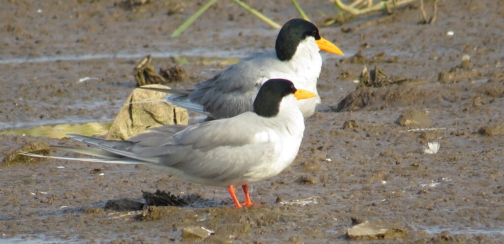 River Tern