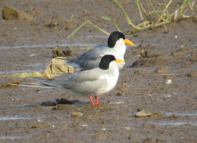 River Tern