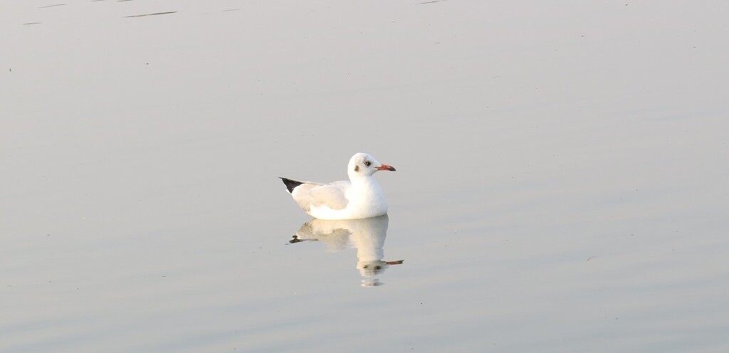 Slender-billed Gull