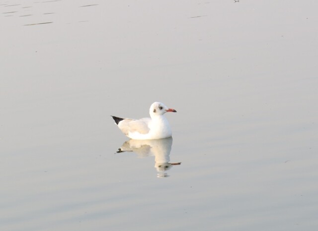 Slender-billed Gull
