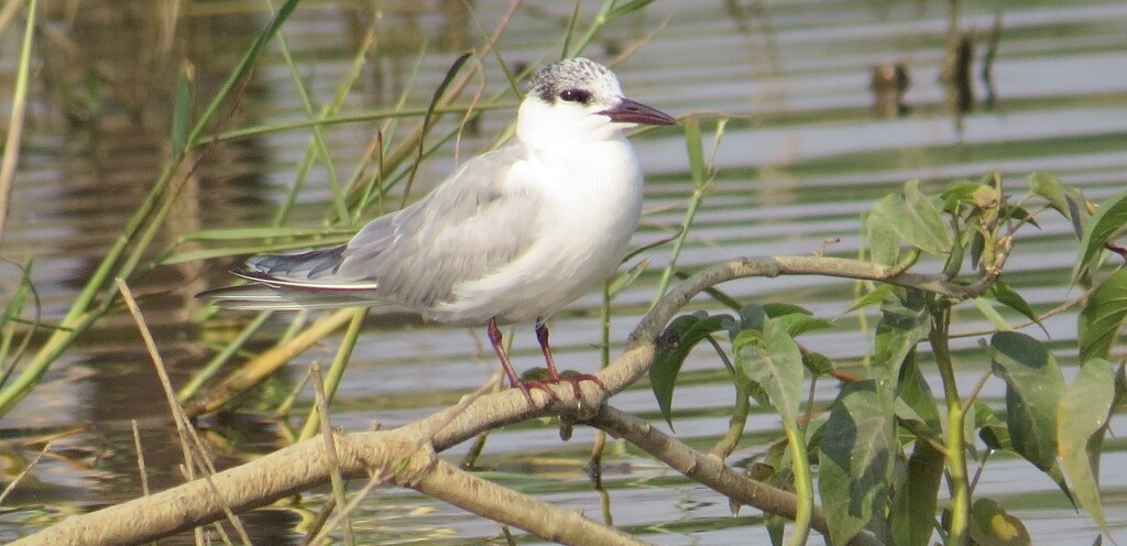 Whiskered Tern