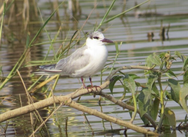 Whiskered Tern