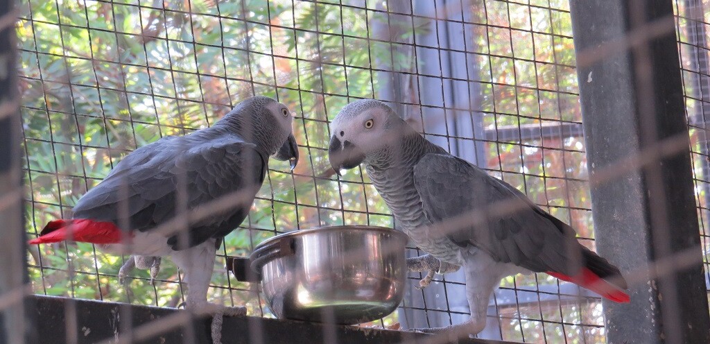 African Grey Parrot at EsselWorld Bird Park, Mumbai Suburban, Maharashtra, India