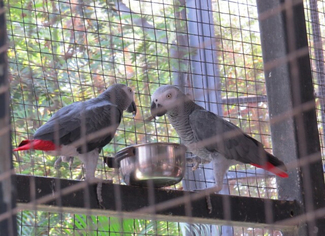 African Grey Parrot at EsselWorld Bird Park, Mumbai Suburban, Maharashtra, India