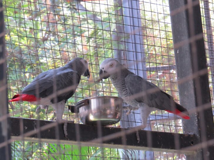 African Grey Parrot at EsselWorld Bird Park, Mumbai Suburban, Maharashtra, India