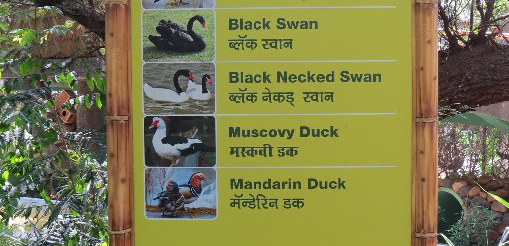 Aquatic Birds at EsselWorld Bird Park (Mumbai, Maharashtra, India)