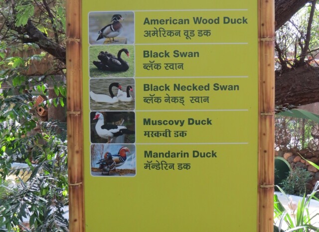 Aquatic Birds at EsselWorld Bird Park (Mumbai, Maharashtra, India)