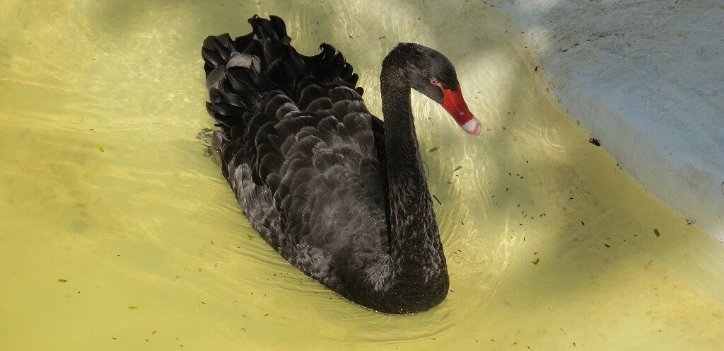 Black Swan at EsselWorld Bird Park, Mumbai Suburban, Maharashtra, India