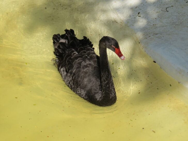 Black Swan at EsselWorld Bird Park, Mumbai Suburban, Maharashtra, India
