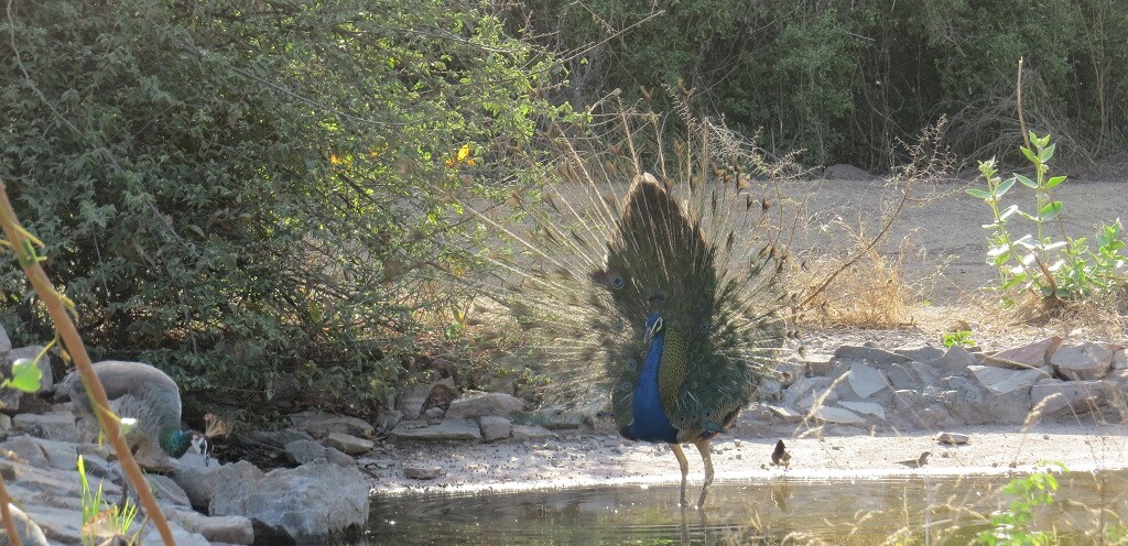 Dancing Peacock at Jhalana Leopard Reserve, Jaipur (Rajasthan, India)