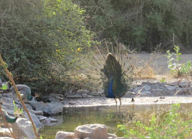 Dancing Peacock at Jhalana Leopard Reserve, Jaipur (Rajasthan, India)
