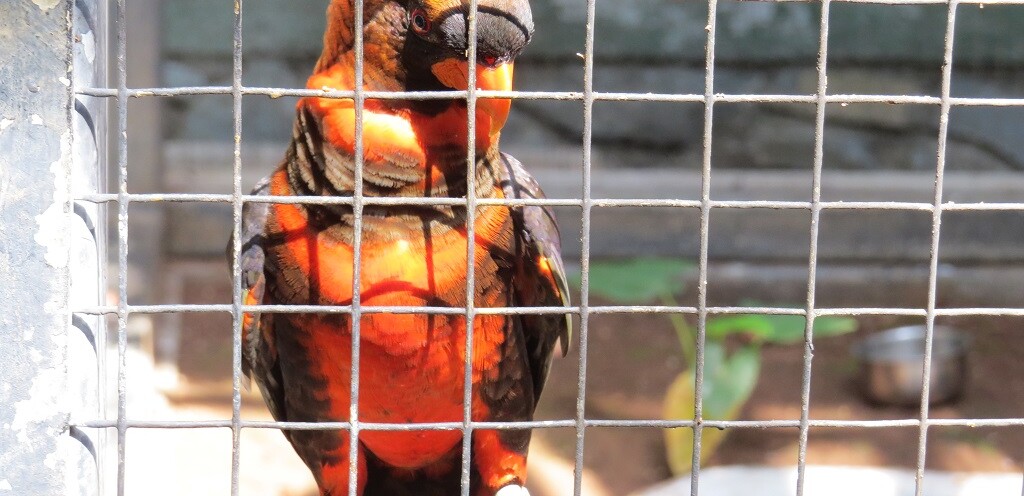 Dusky Lory at EsselWorld Bird Park, Mumbai Suburban, Maharashtra, India