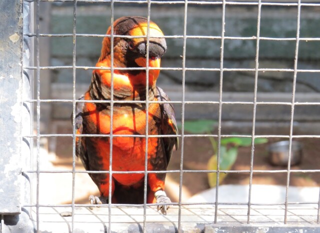 Dusky Lory at EsselWorld Bird Park, Mumbai Suburban, Maharashtra, India